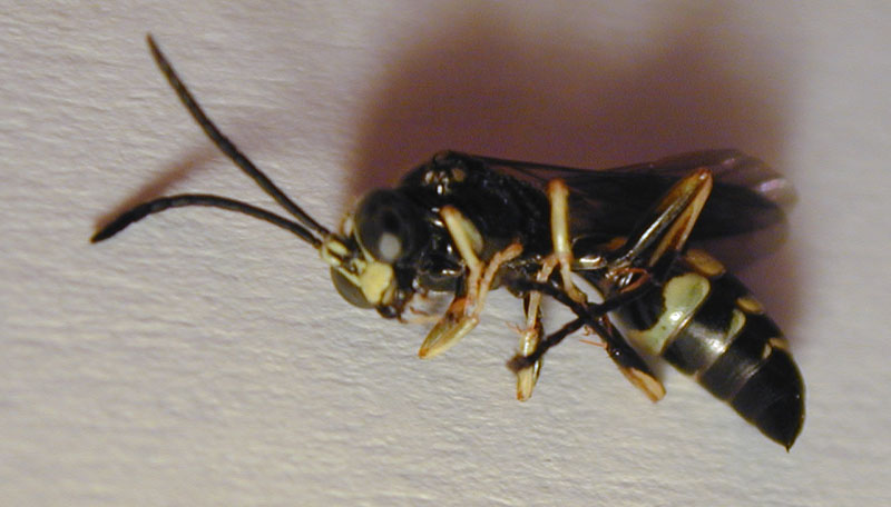 Gorytes sp. (Crabronidae)